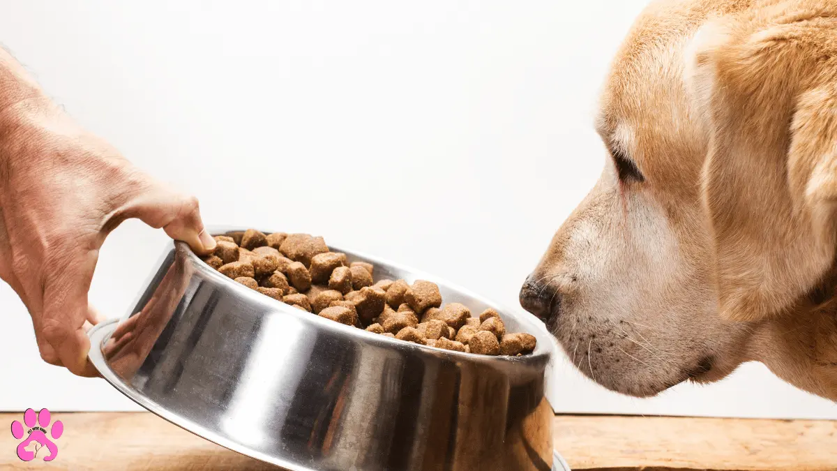 Orijen Dog Food Review2024: Is It the Best Option for Your Dog?