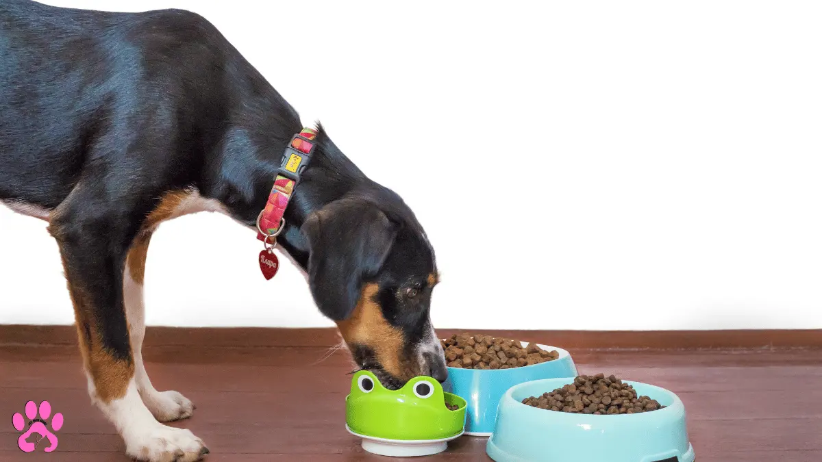 rijen Dog Food Review: Is It the Best Option for Your Dog