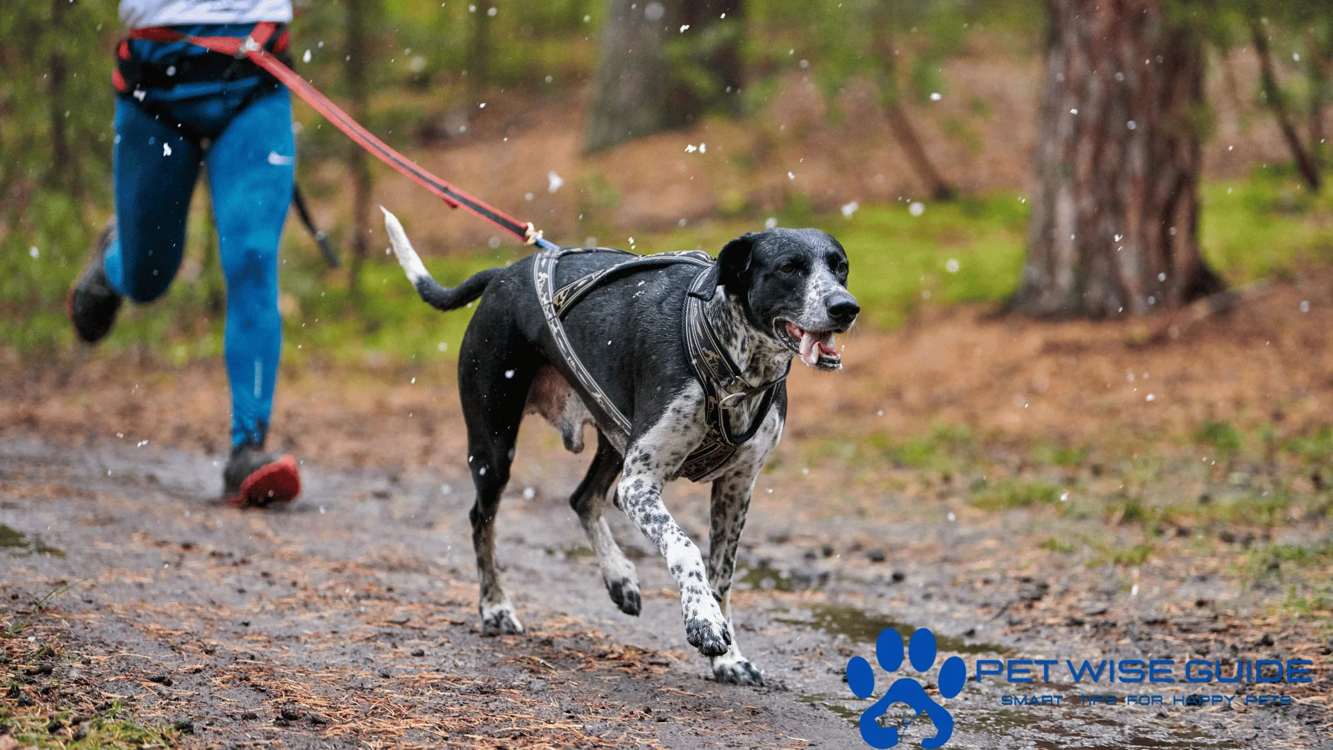 Discover essential exercise for pets, from dogs and cats to small animals and birds. Learn fun, tailored routines to keep your furry, feathered, or scaly friends fit and healthy.