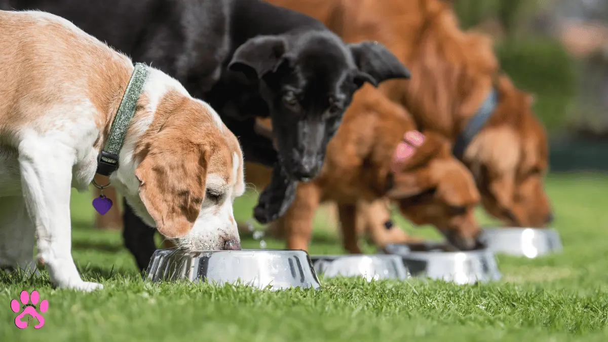 rijen Dog Food Review: Is It the Best Option for Your Dog