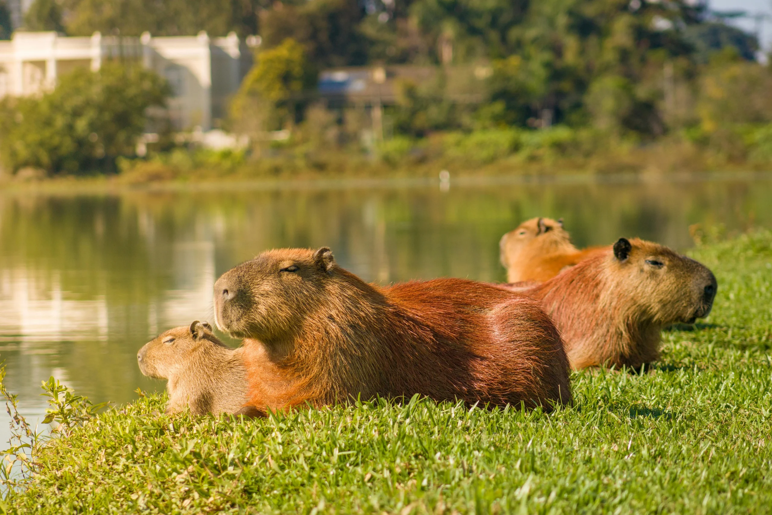 capybaras