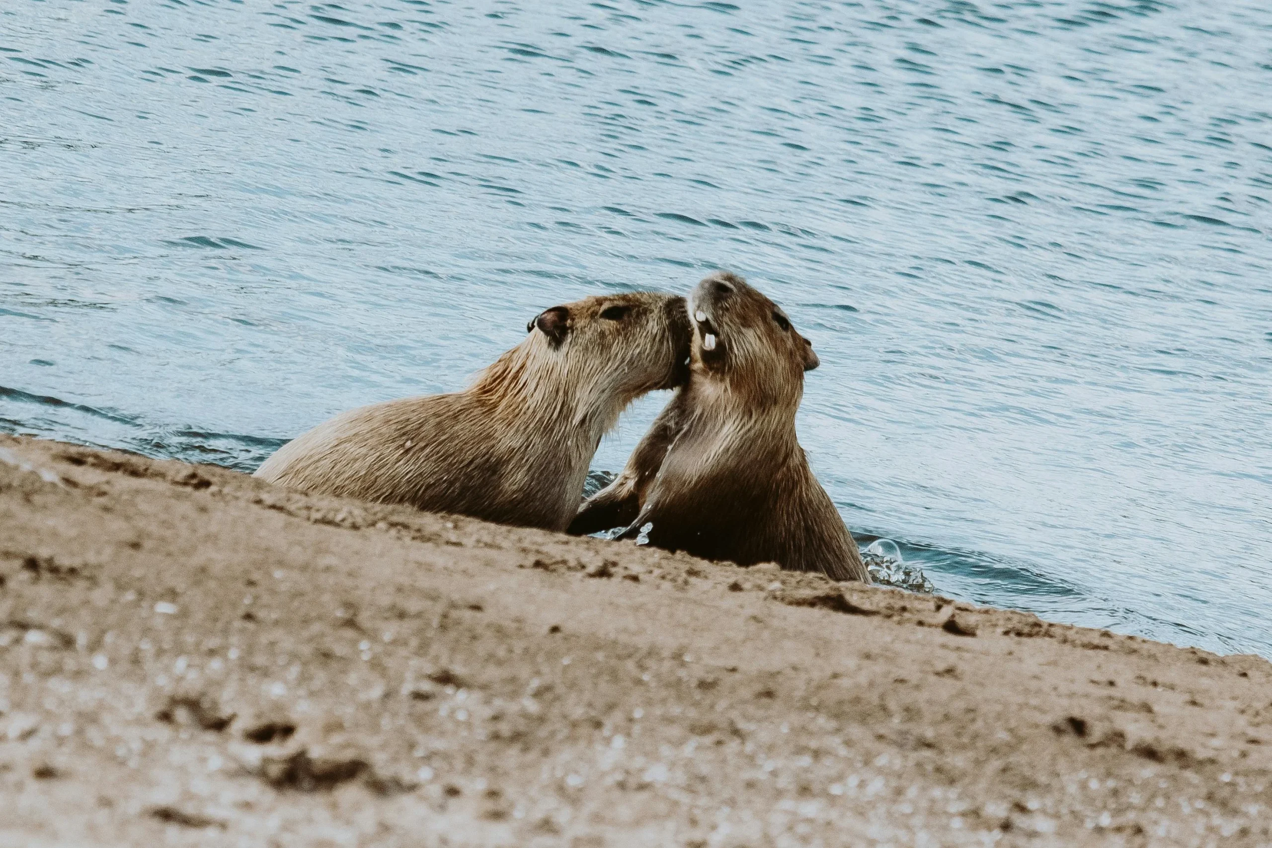 capybaras