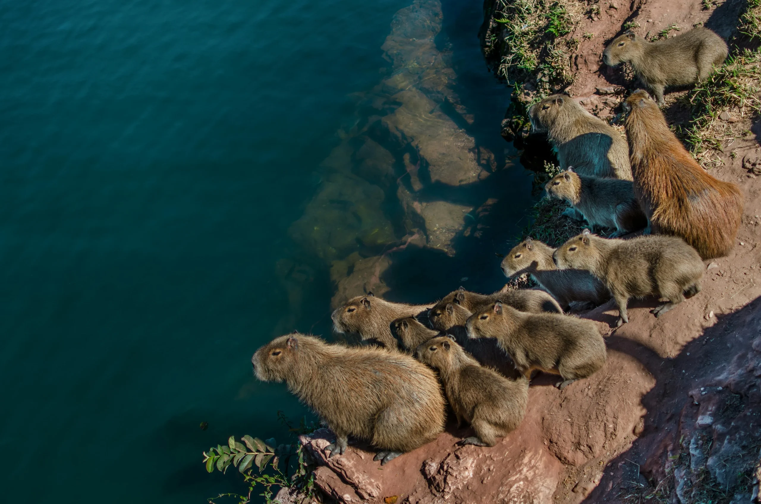 capybaras3