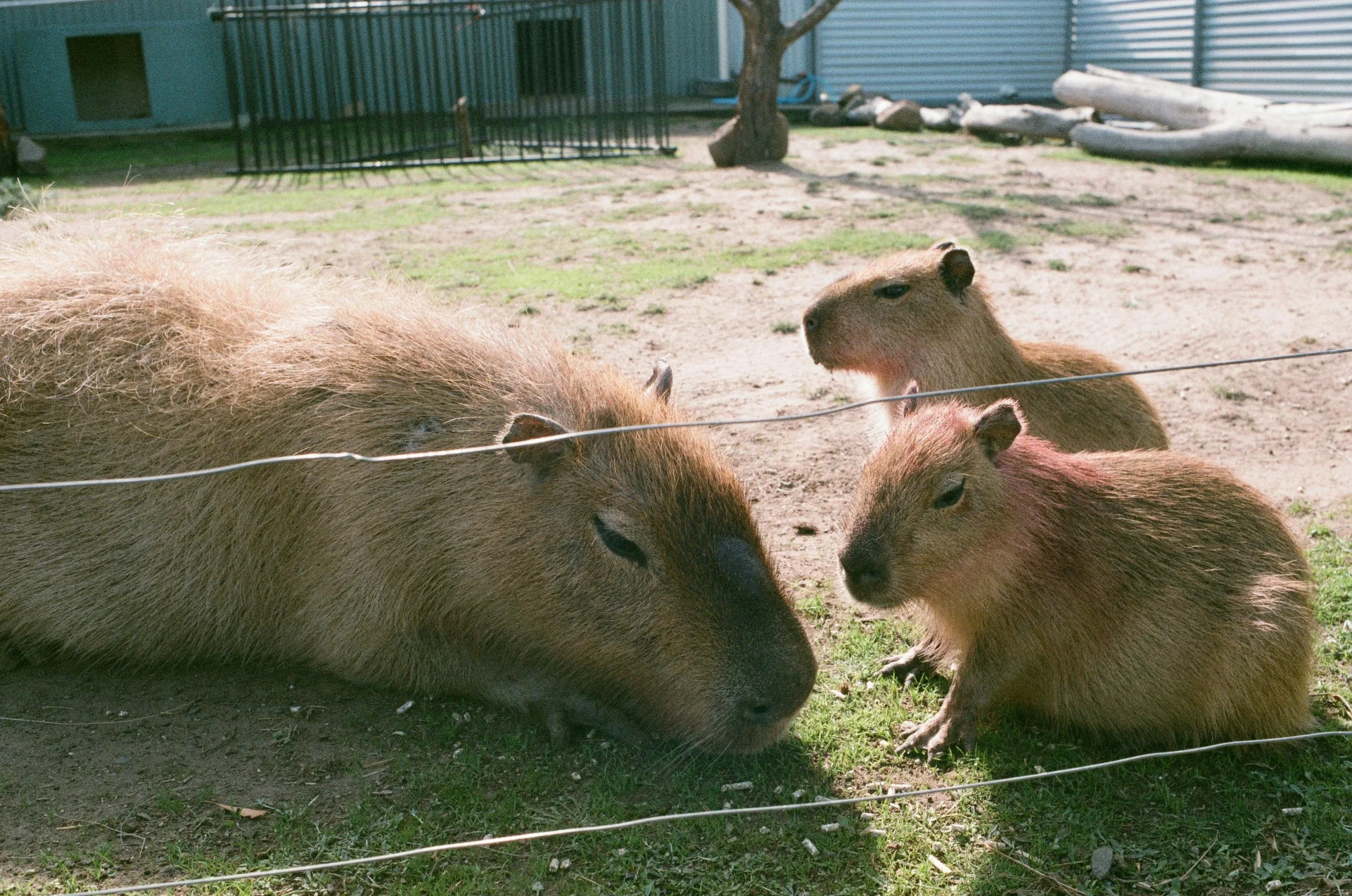 capybaras