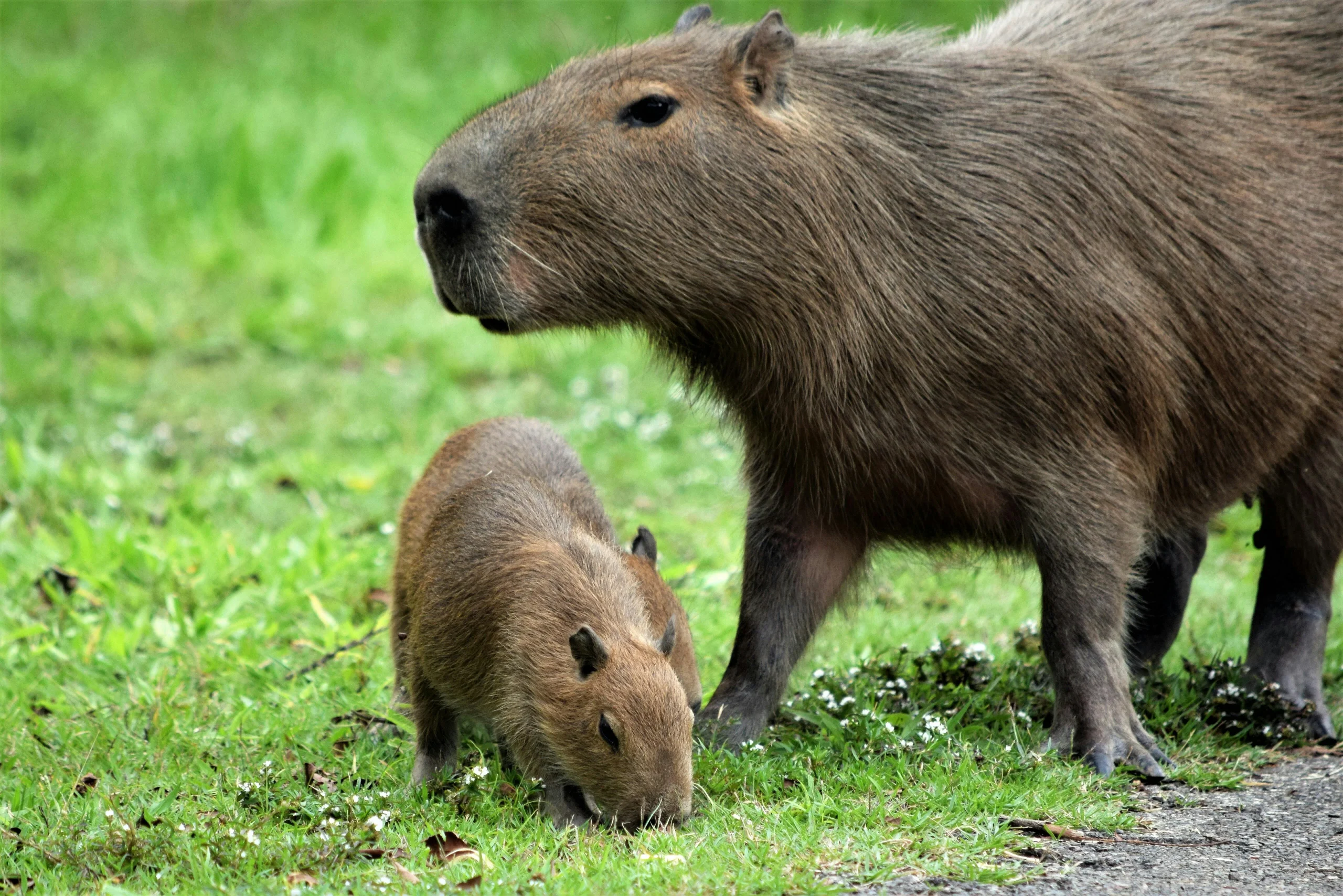 Capybaras: The Surprising Truth About These Adorable Giants as Pets