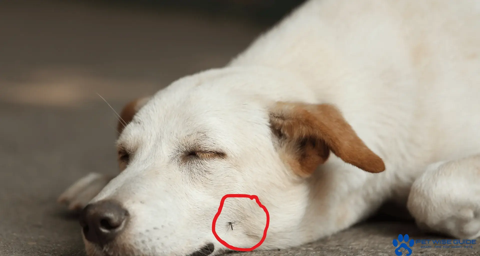 What Can Mosquito Bites Cause in Cats and Dogs? 