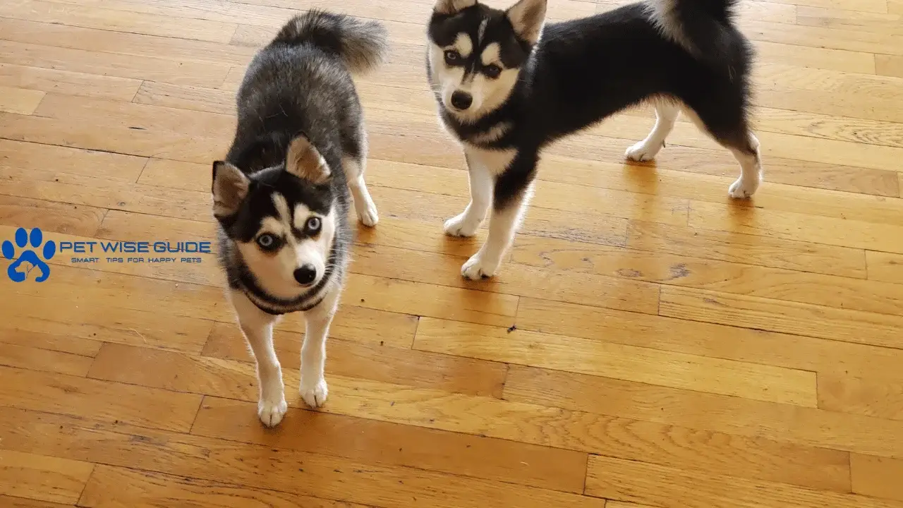 Miniature Siberian Husky