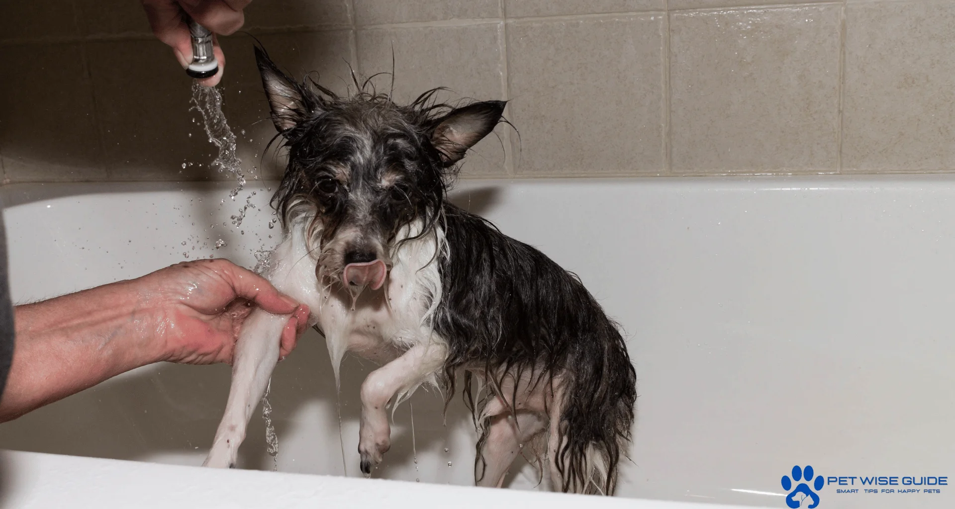 Puppy grooming guide