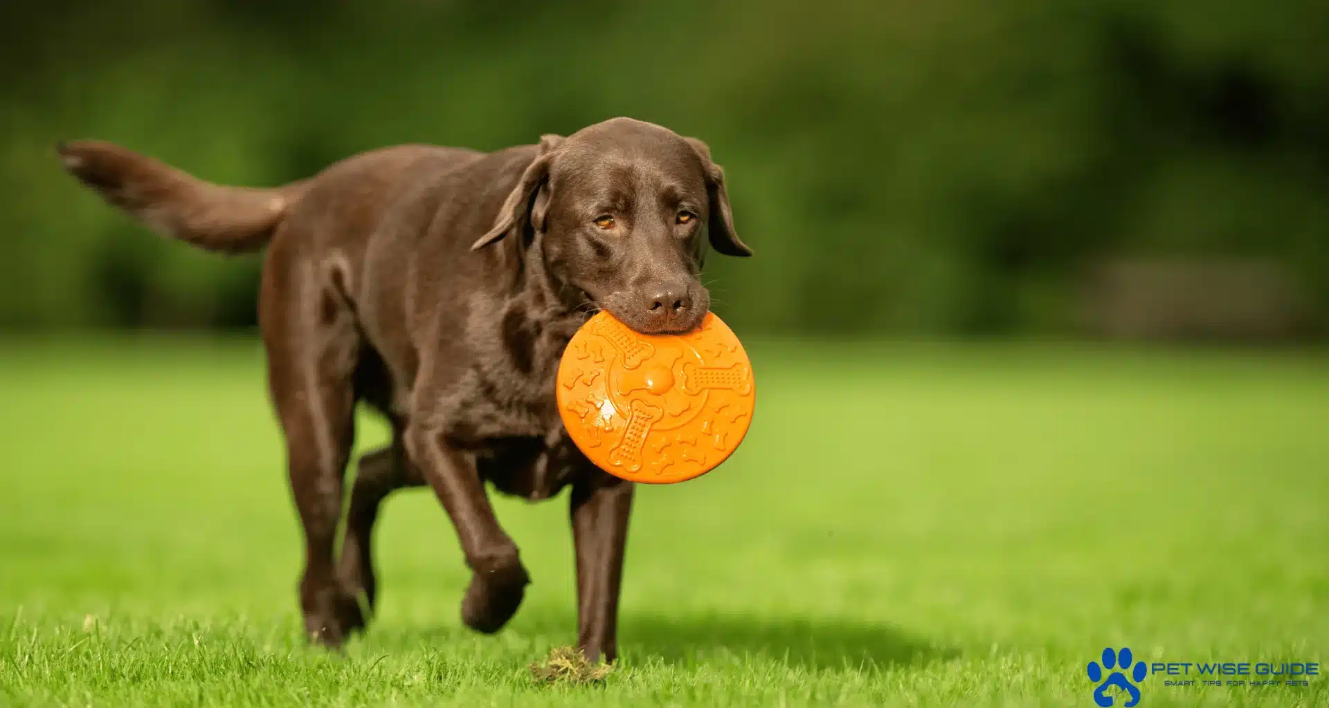 Top 5 Best Family Dogs