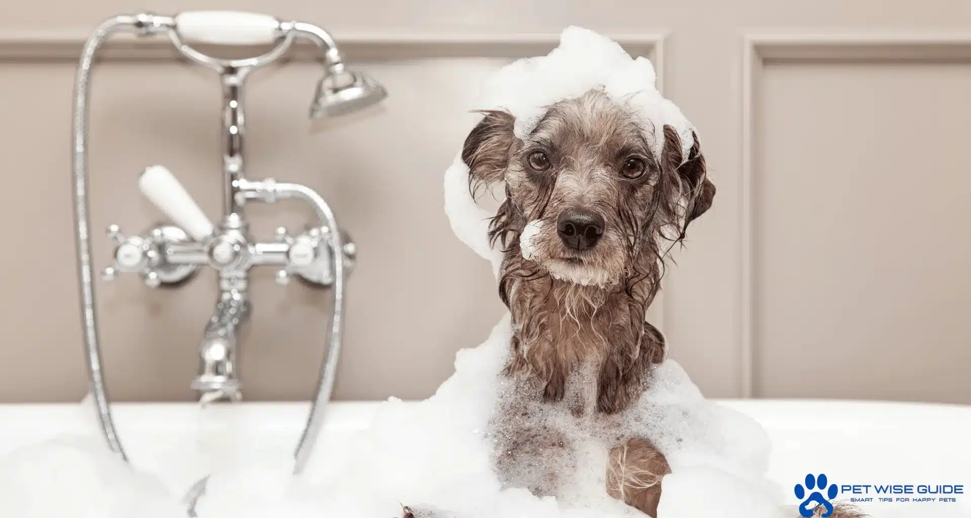 How Washing Affects Dogs with Allergies