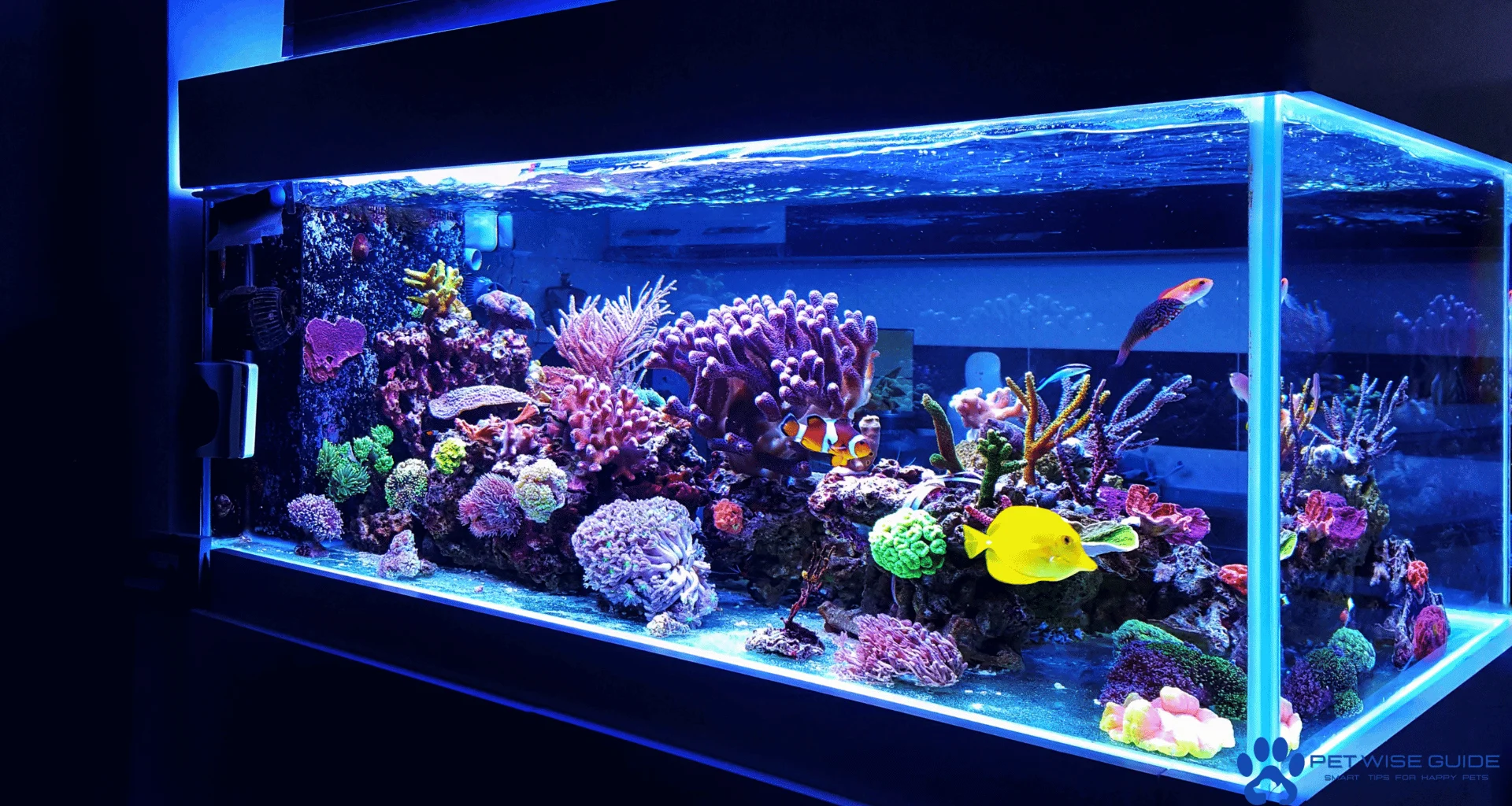 the Best Freshwater Aquarium Fish for Your Tank