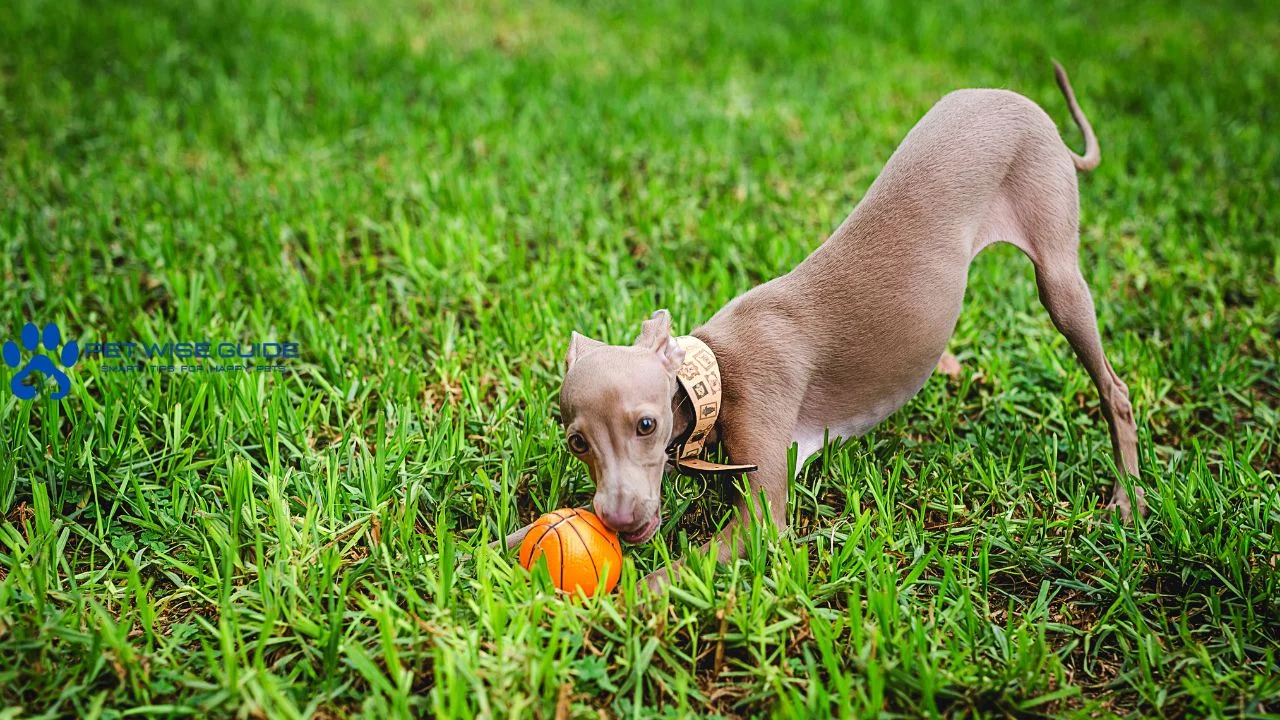 Whippet or Italian Greyhound?