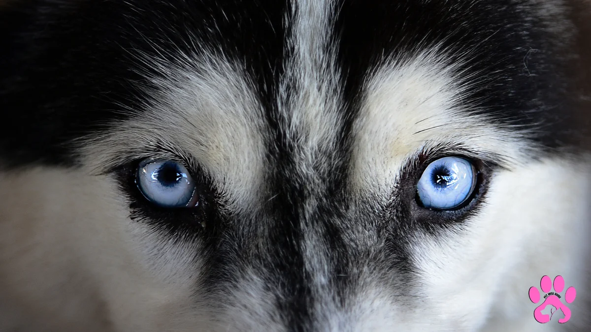 Siberian Husky