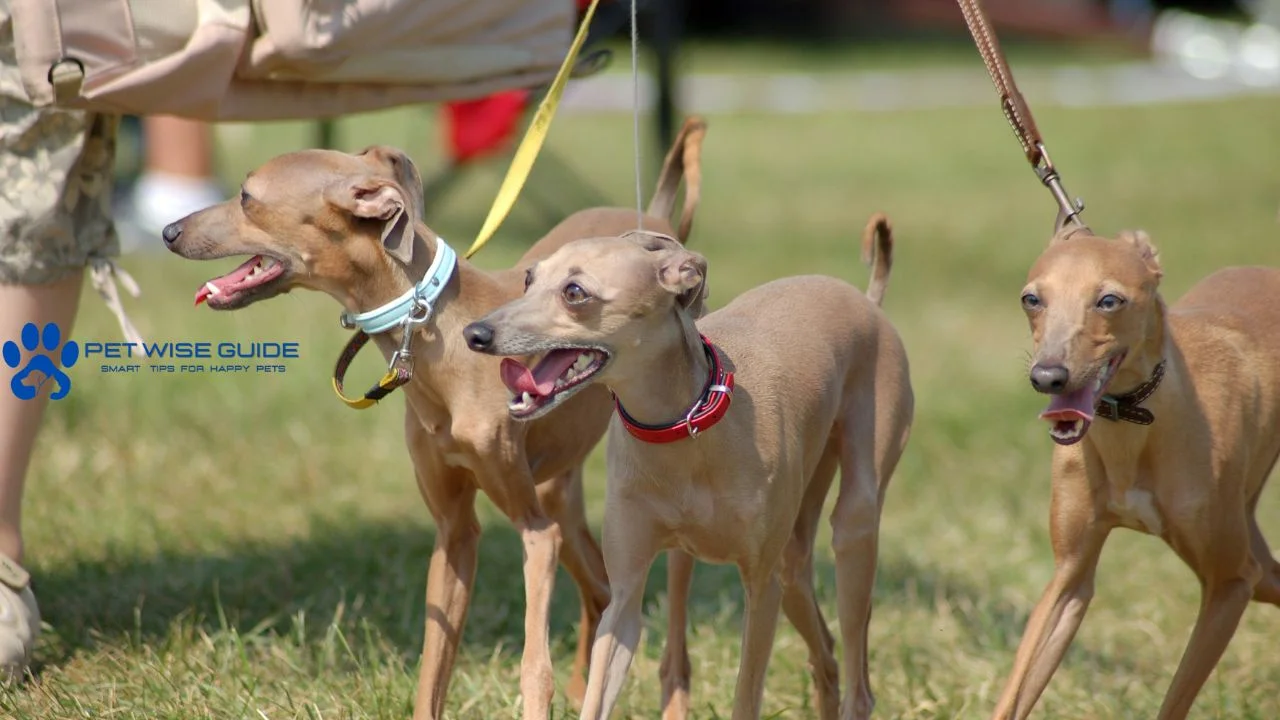 Whippet or Italian Greyhound?