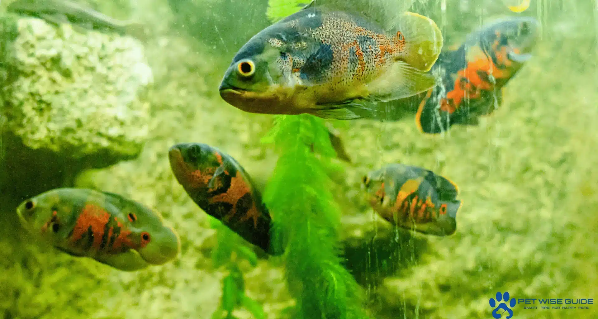 Think About How Fish Act and Get Along