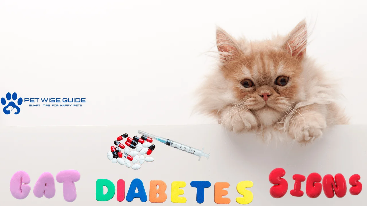 Cat Diabetes Signs What to Watch For in Your Feline