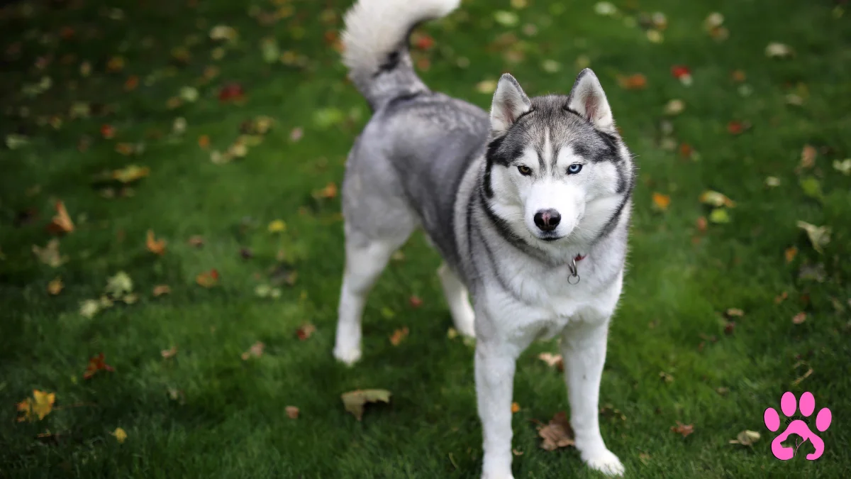 Celebrated sled dog Balto with Gunnar Kaasen. Norwegian immigrant Gunnar Kaasen was the musher on the last dog team that successfully delivered diphtheria antitoxin to Nome, Alaska in 1925. Balto was the lead dog for that final leg of 53 miles of the total 674-mile trip.

