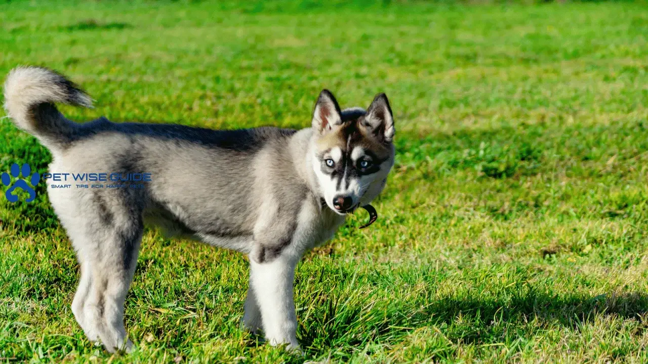 Miniature Siberian Husky