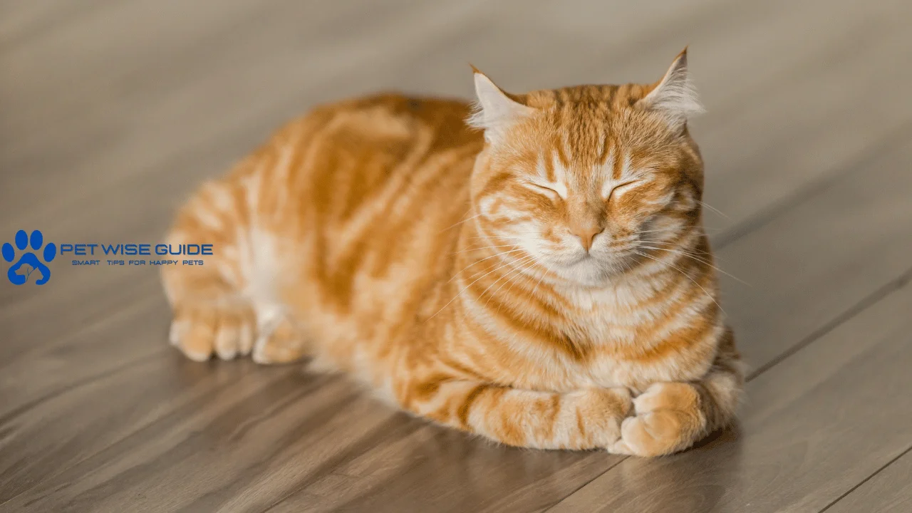 Cat Diabetes Signs What to Watch For in Your Feline