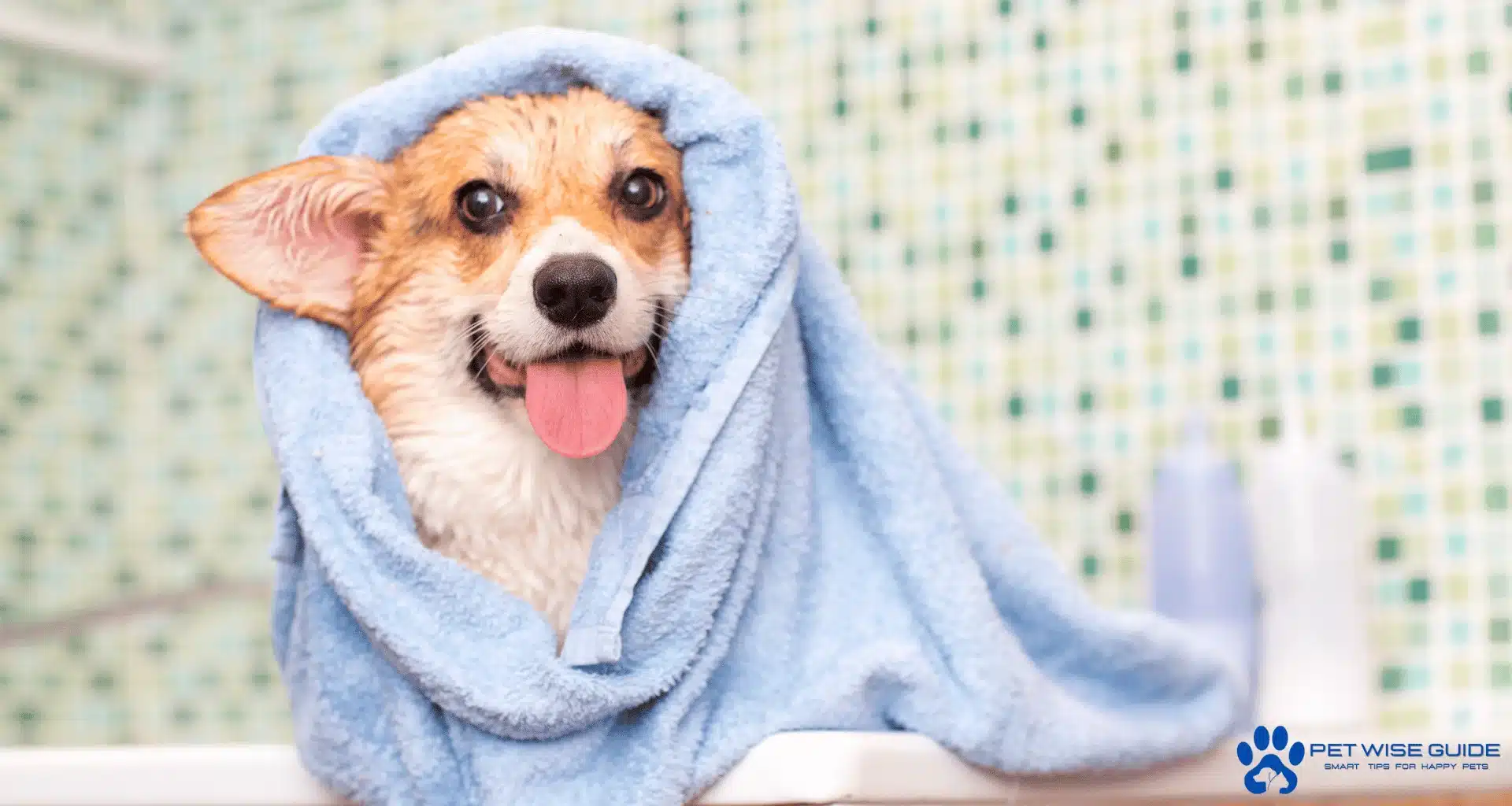 Customizing Bathing Frequency for Your Dog