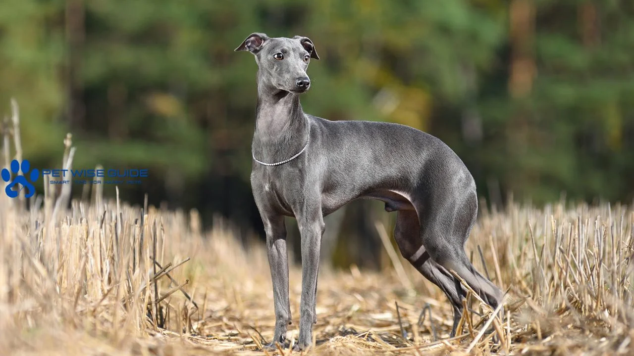 Whippet or Italian Greyhound?