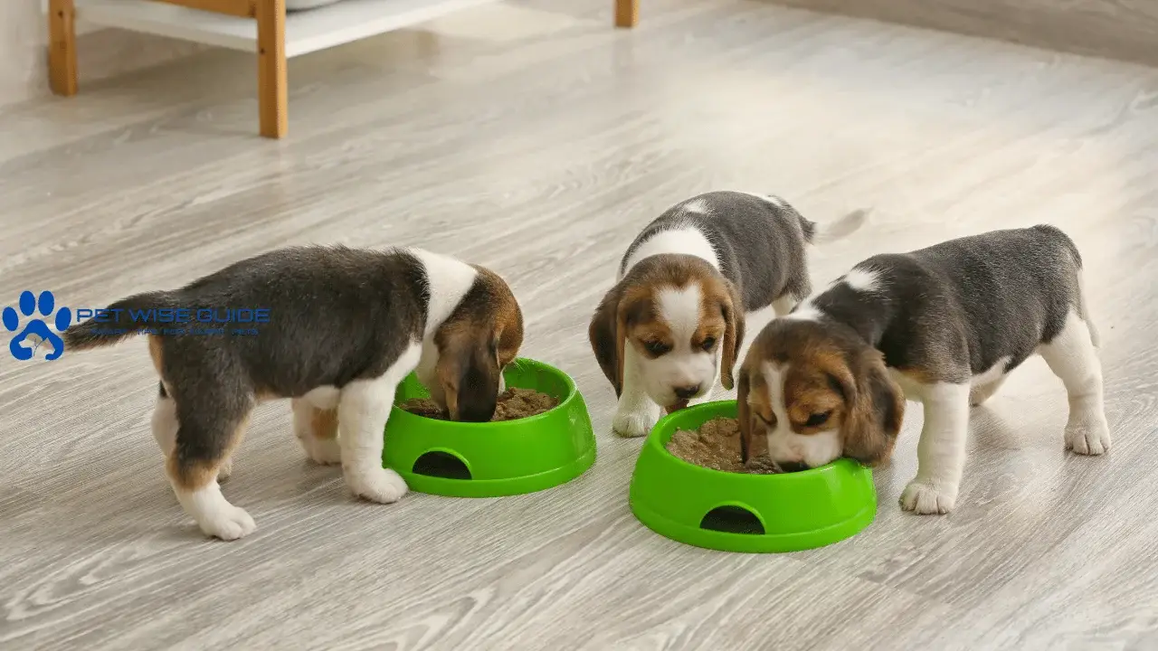 Can Dogs Eat Sweet Potatoes?