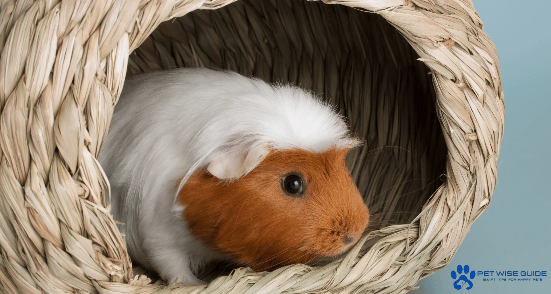 Understanding Hamster Habitats