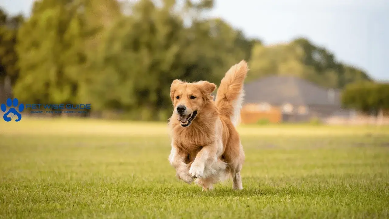 Most Popular Dog Breeds in America