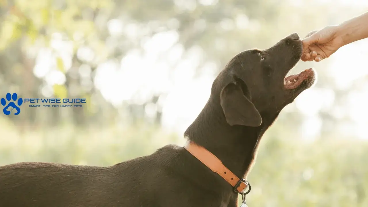 Can Dogs Eat Sweet Potatoes?