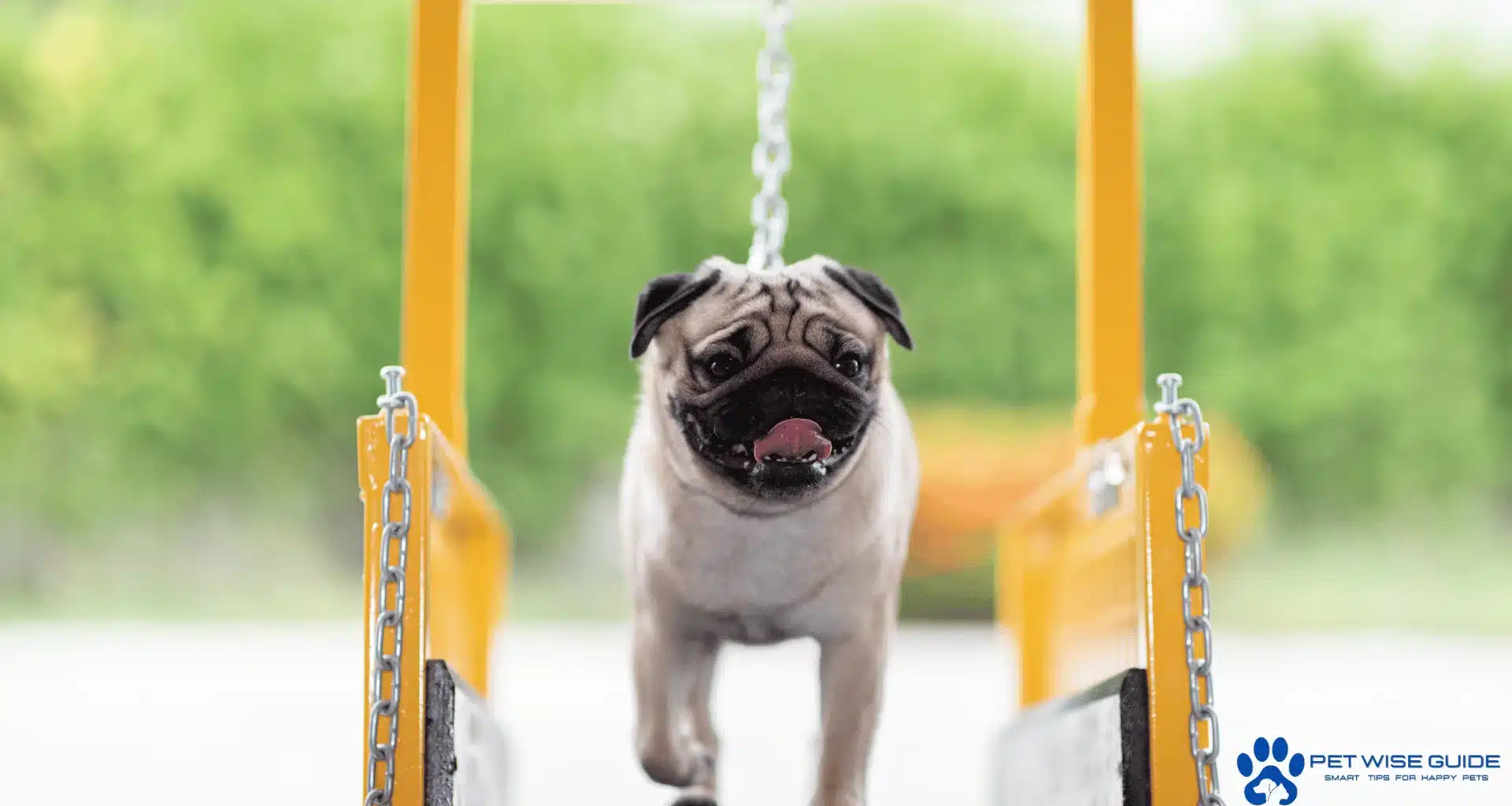 Pug Exercise Requirements