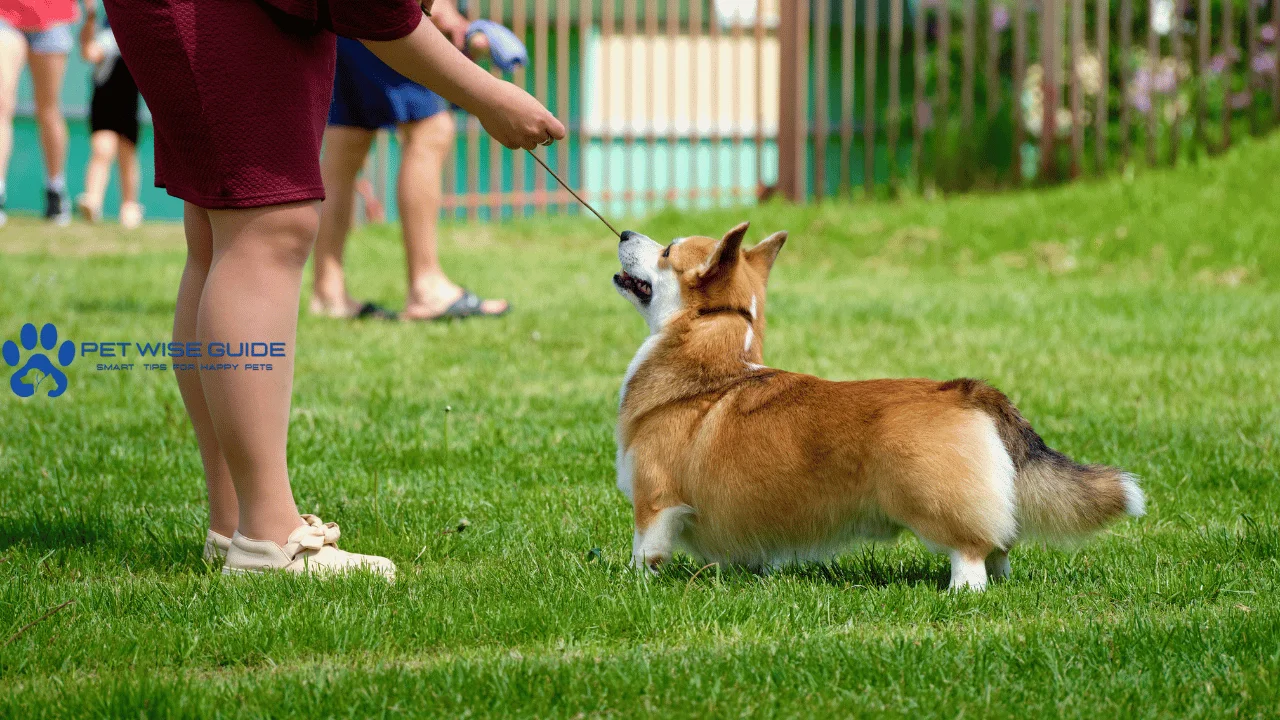 Is Corgi a Good House Dog? Everything You Need to Know
