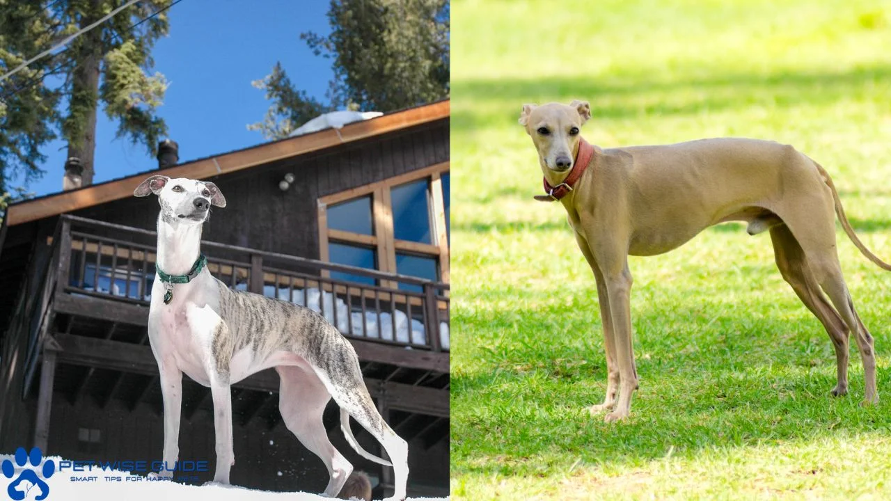 Italian Greyhound or Whippet