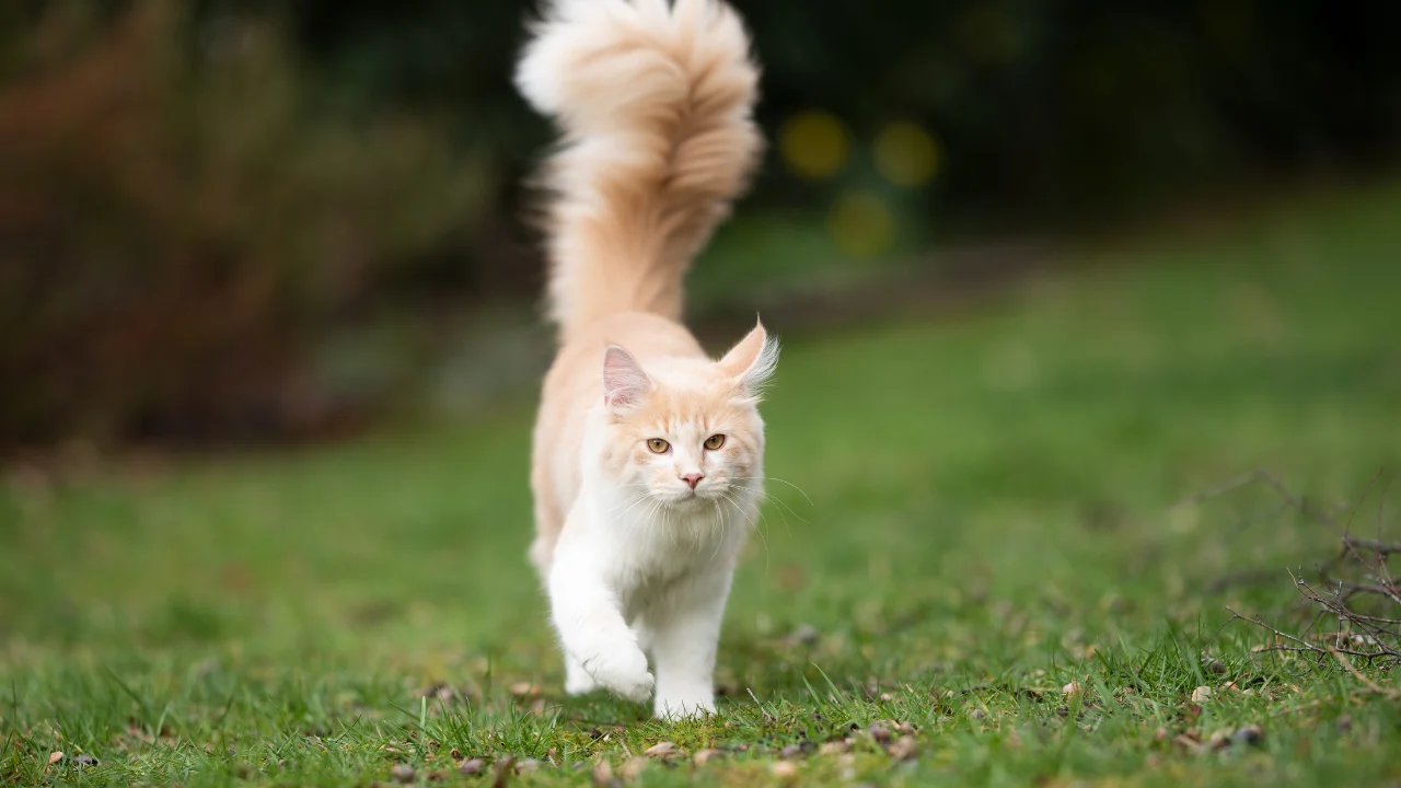 The Tail: Your Cat's Emotional Flagpole