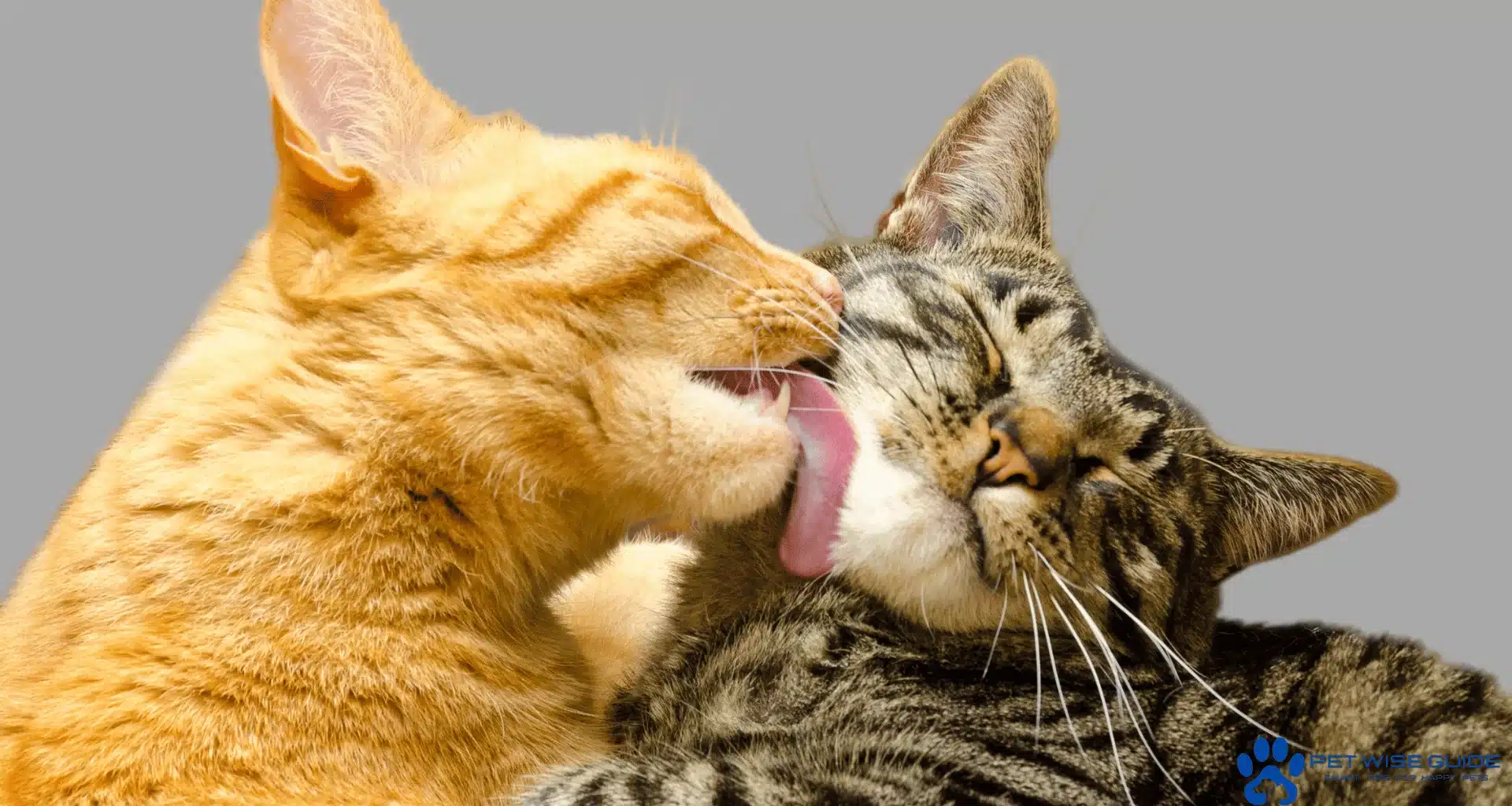 Why Do Cats Groom Each Other