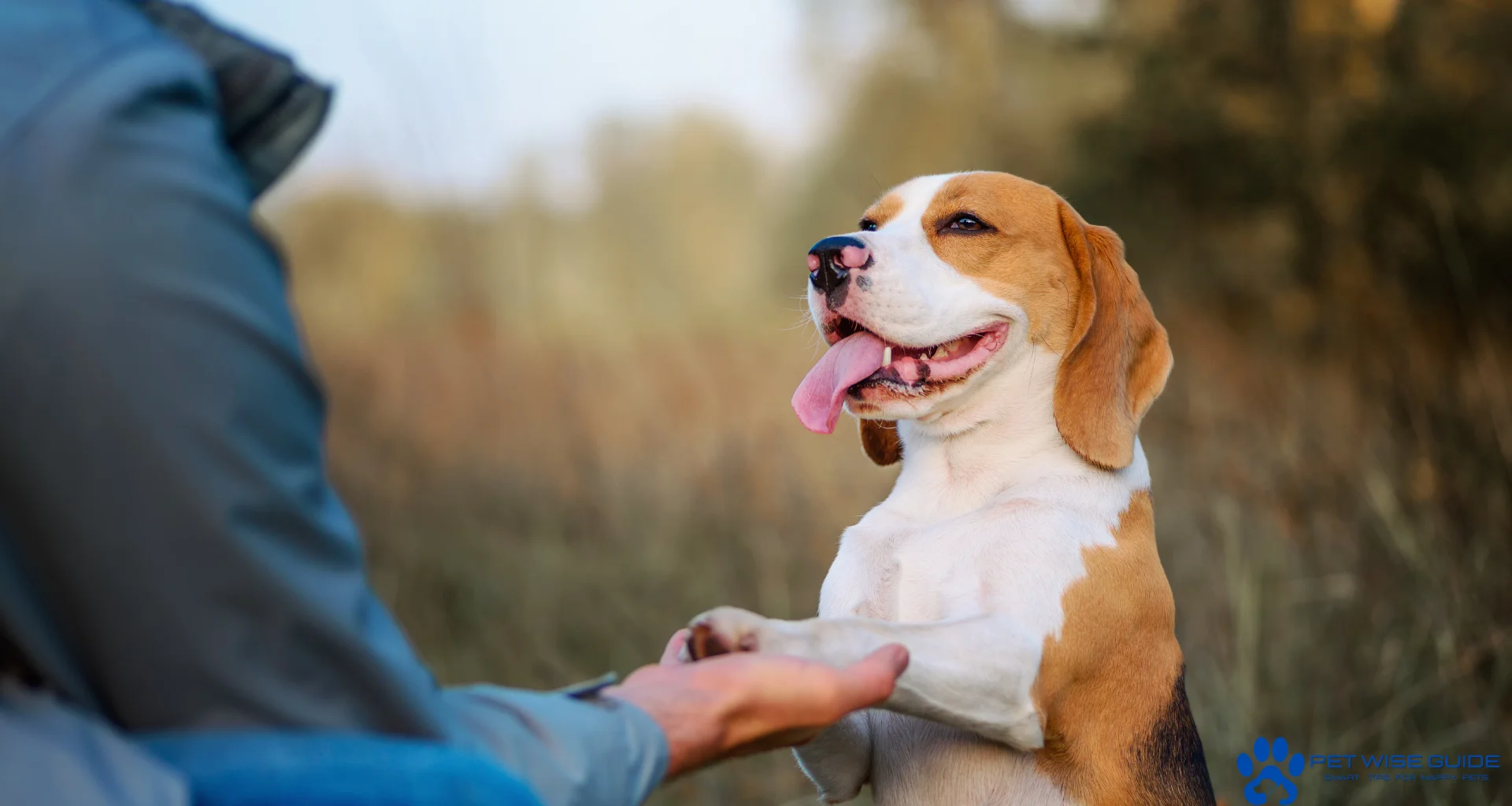 dog training