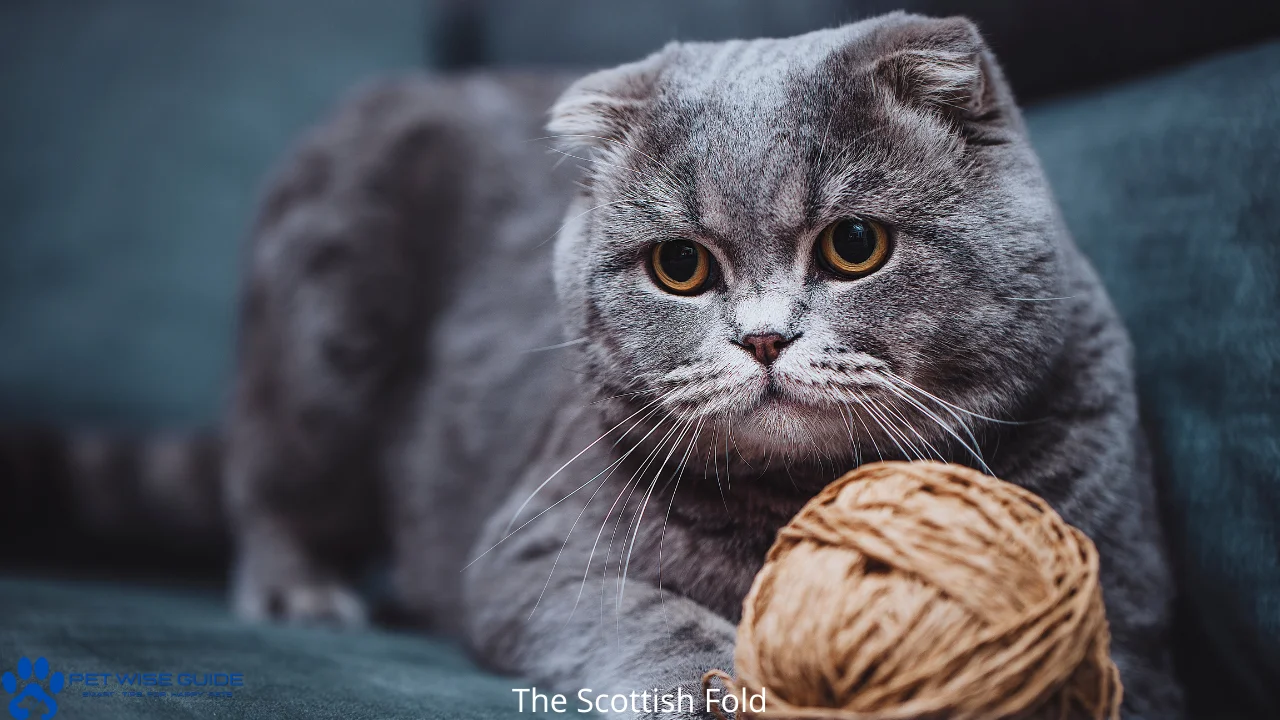 The Scottish Fold